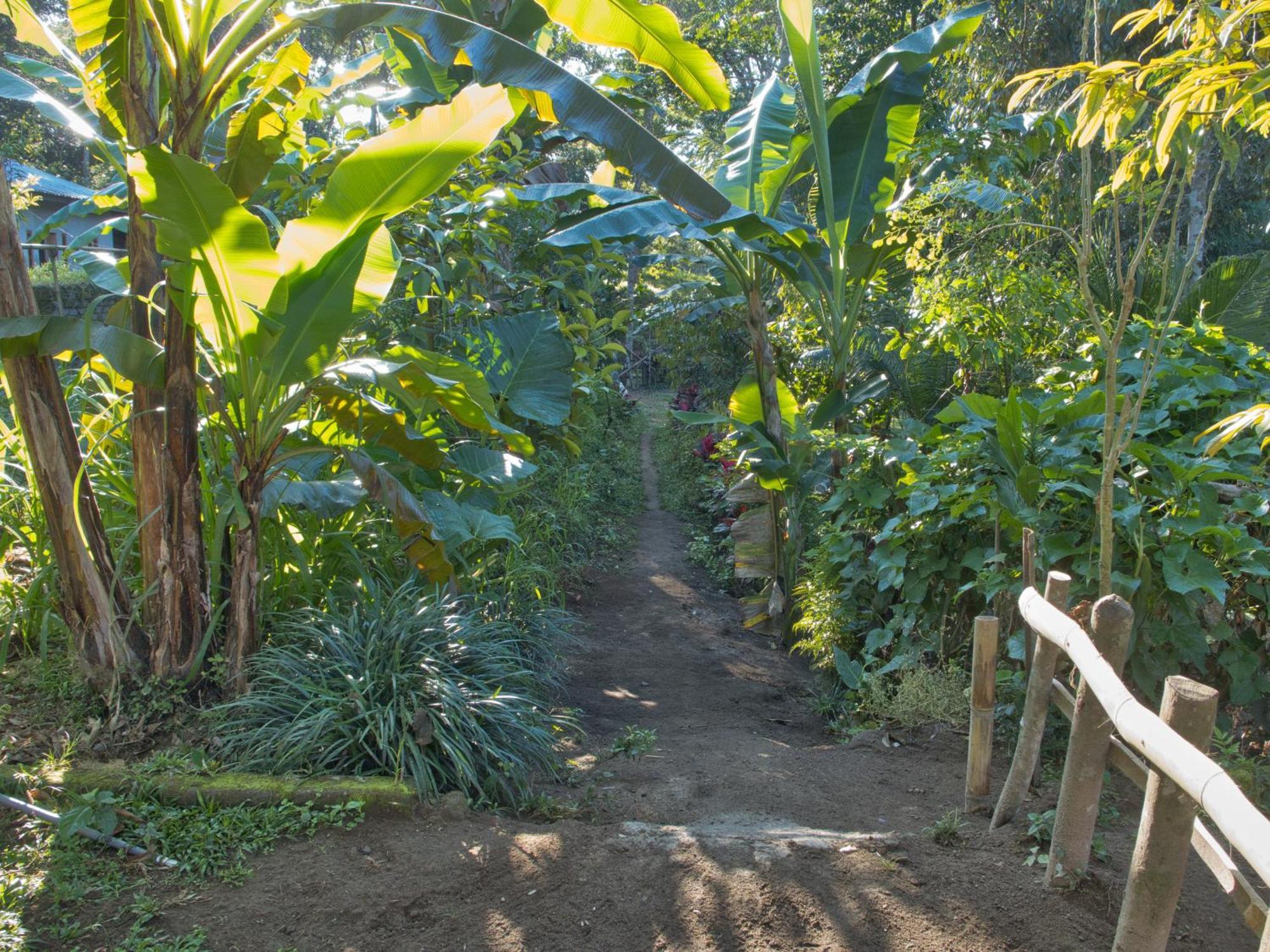Tereng Wilis Jungle Inn Tetebatu Kültér fotó