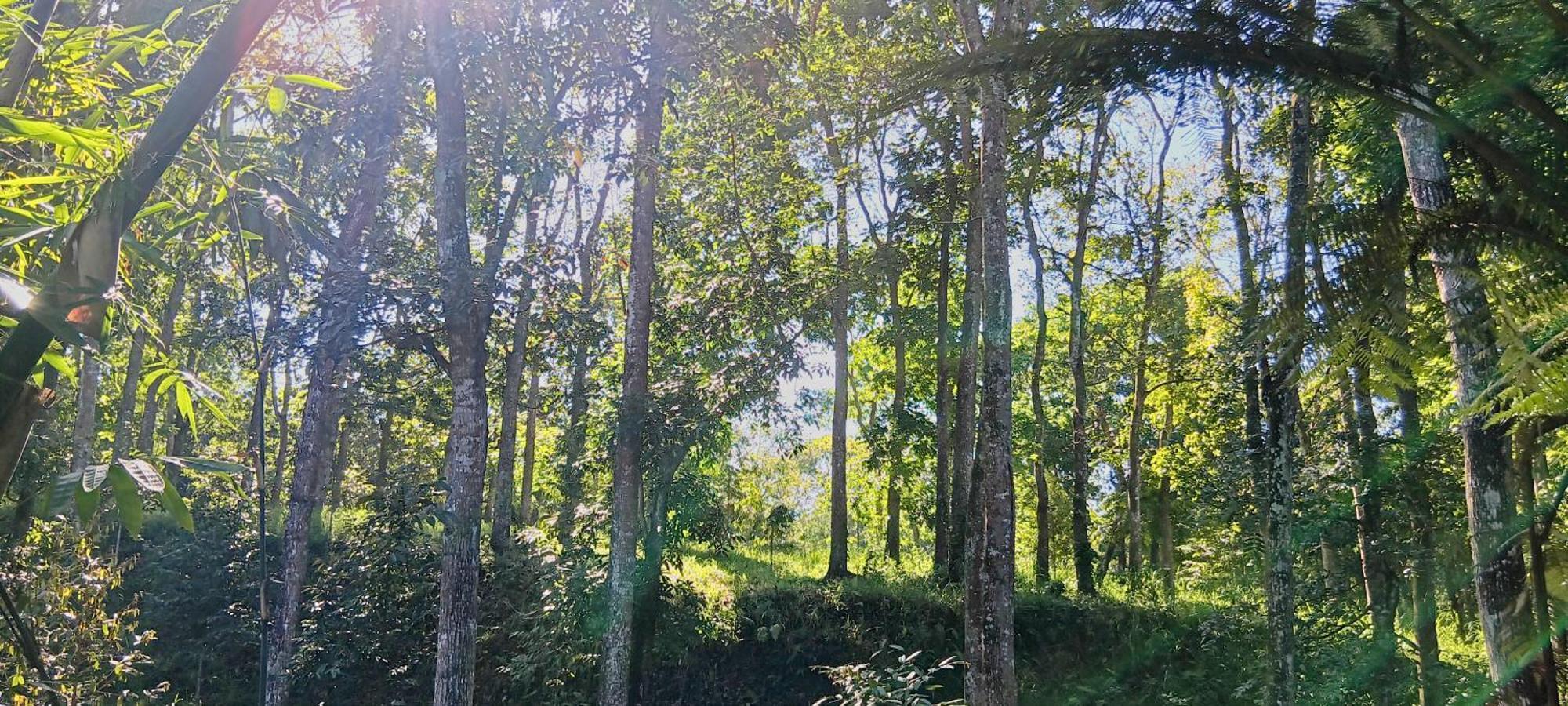 Tereng Wilis Jungle Inn Tetebatu Kültér fotó