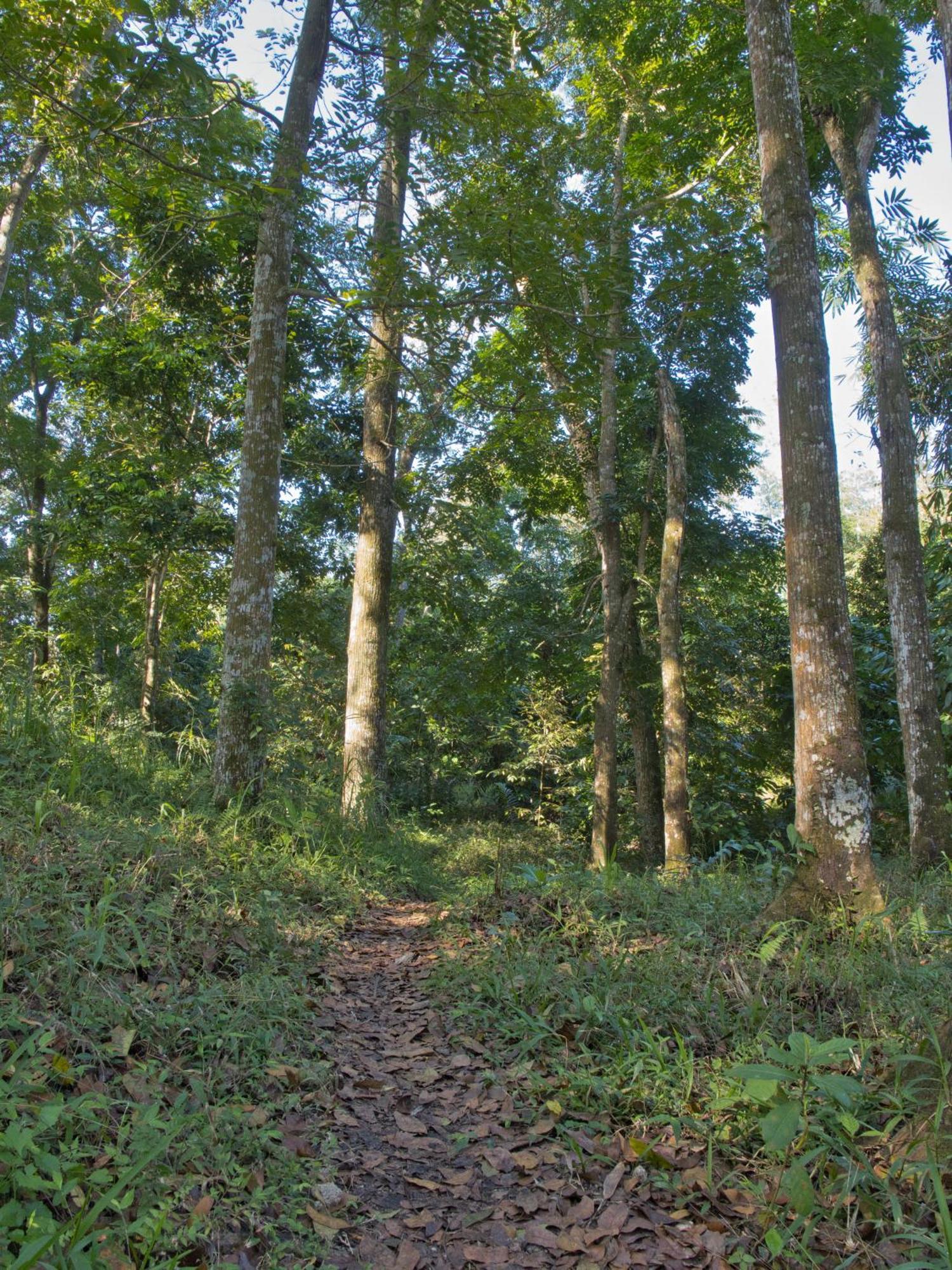 Tereng Wilis Jungle Inn Tetebatu Kültér fotó