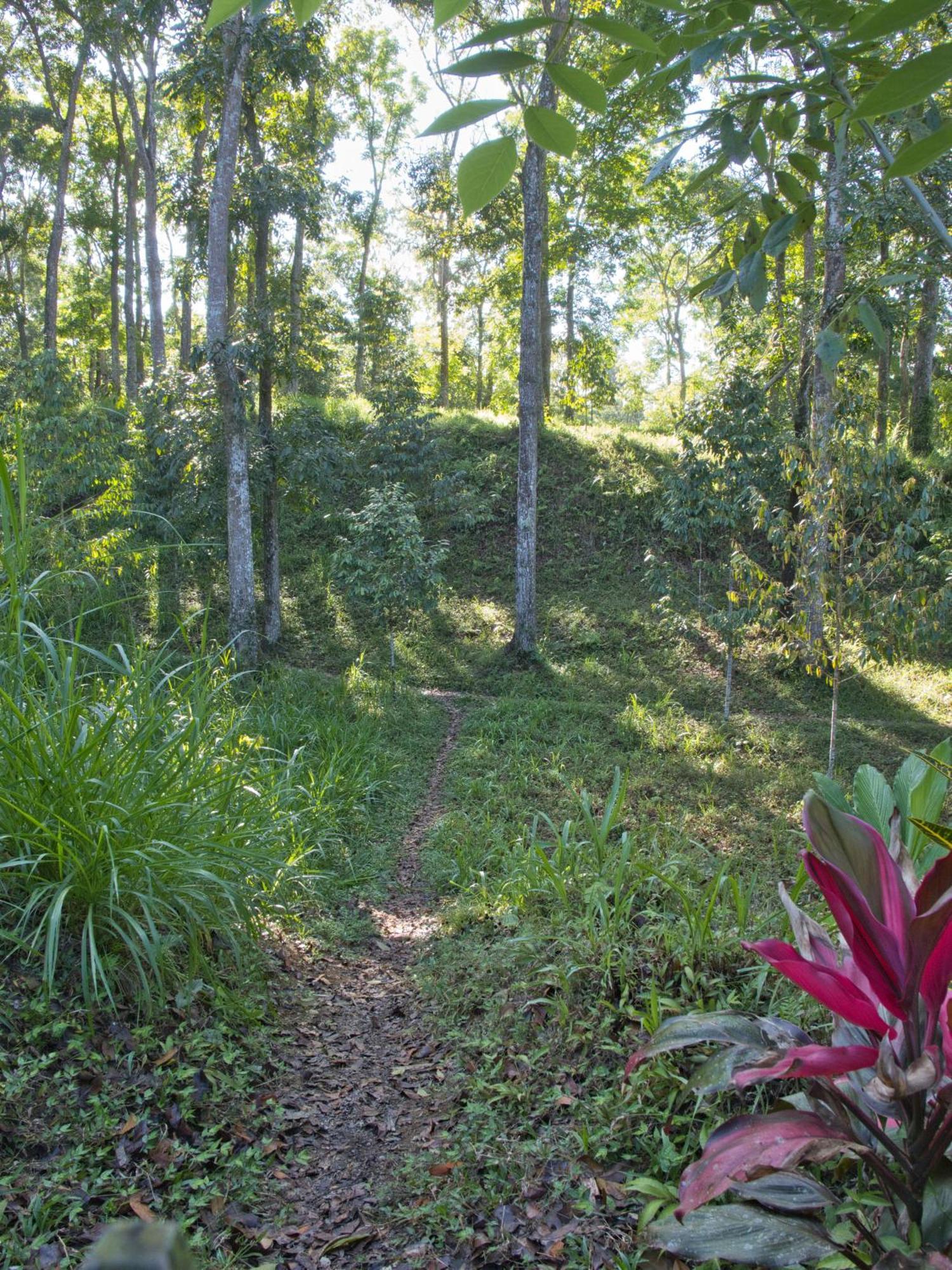 Tereng Wilis Jungle Inn Tetebatu Kültér fotó