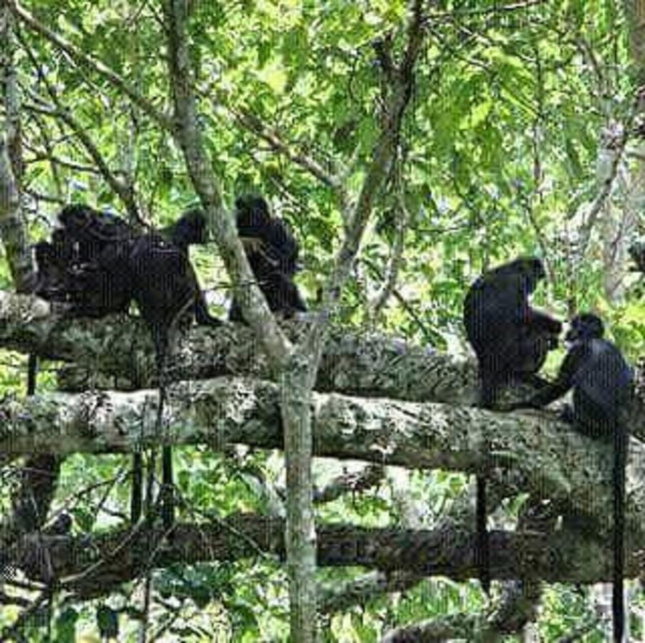 Tereng Wilis Jungle Inn Tetebatu Kültér fotó