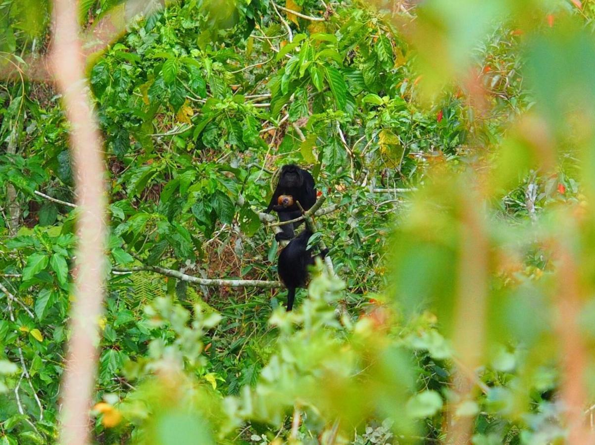 Tereng Wilis Jungle Inn Tetebatu Kültér fotó